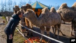 Sarina Renz mencium salah satu dari delapan unta Siberia Renz Circus, yang tidak bisa tampil akibat wabah corona dan terdampar di kawasan Dratchen, Belanda, 31 Maret 2020. 