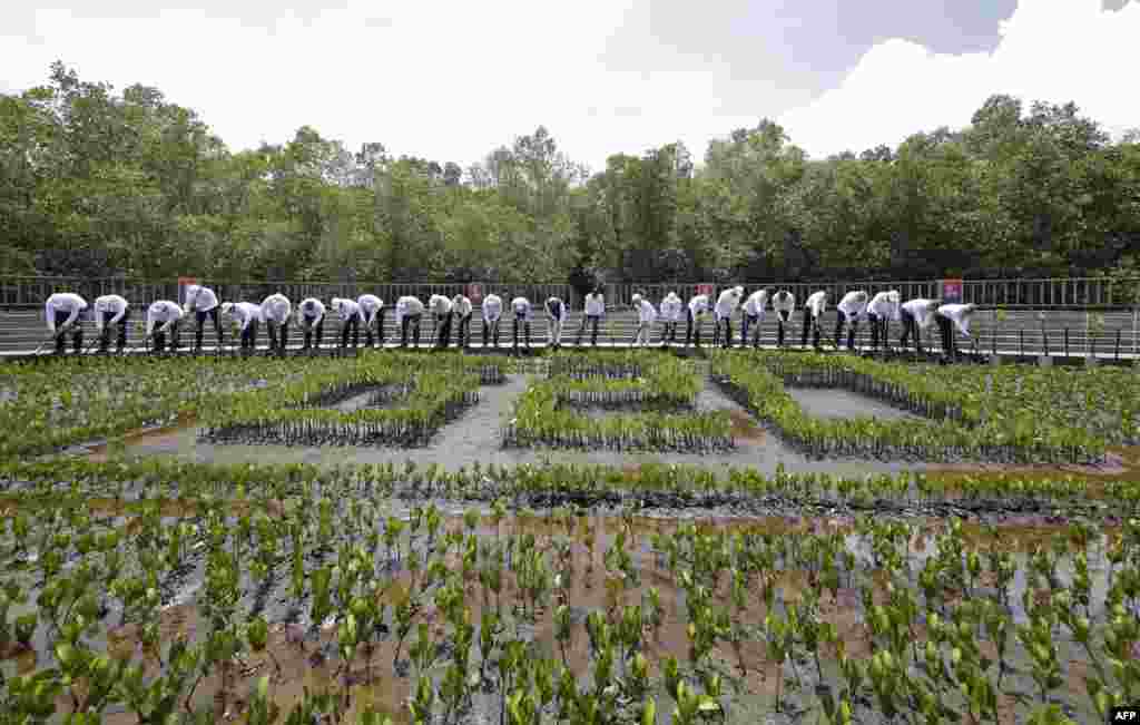 World leaders plant their seedlings during a mangrove planting event at the Tahura Ngurah Rai Mangrove Forest Park as part of the G-20 Leaders' Summit in Nusa Dua, on the Indonesian resort island of Bali.