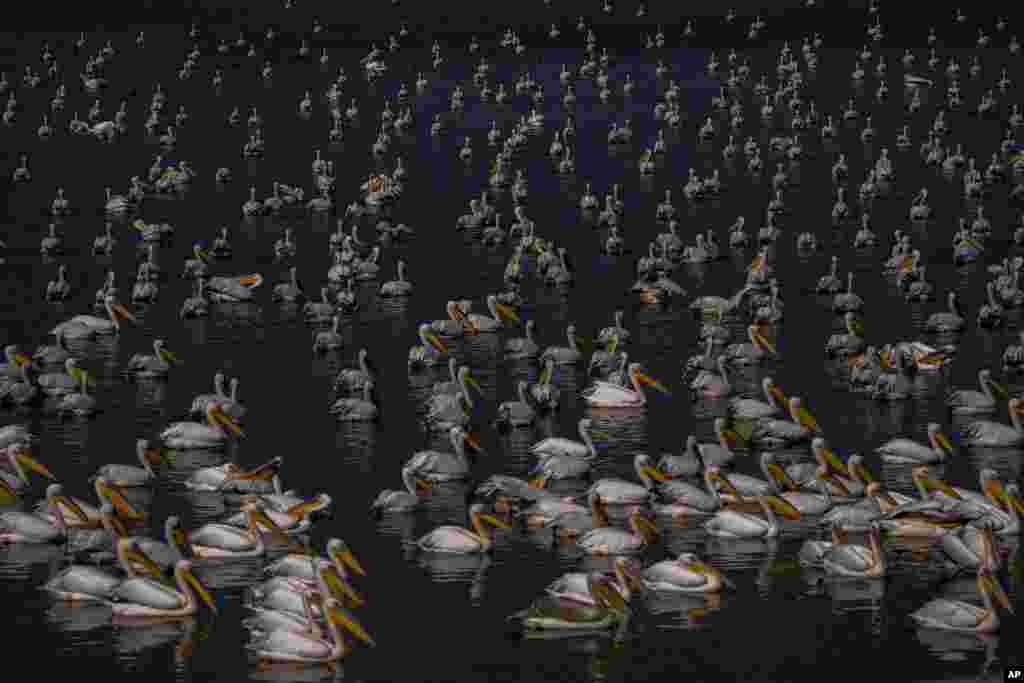 Great white pelicans swim at a water reservoir at Mishmar HaSharon in Hefer Valley, Israel, as they migrate to Africa.