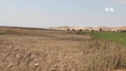 دهقانان فاریاب در پی جاری شدن سیلاب‌های اخیر، متحمل خسارات سنگین شدند