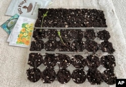 This image provided by Jeff Lowenfels shows flats of sweet peas grown from seed in recycled egg cartons on March 23, 2023, in Anchorage, Alaska. (Jeff Lowenfels via AP)