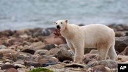 FILE - A polar bear eats whale meat as it walks along the shore of Hudson Bay near Churchill, Manitoba, Aug. 23, 2010. With Arctic sea ice shrinking, polar bears have to shift their diets to land during parts of the summer. (Sean Kilpatrick/The Canadian Press via AP, File)