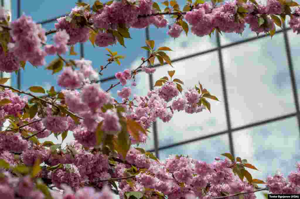 Cherry Blossom in Skopje