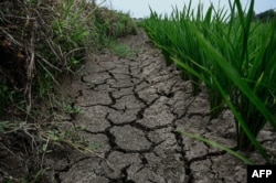 中国河南省新阳地区的稻田遭受干旱天气的影响。（2024年6月18日）