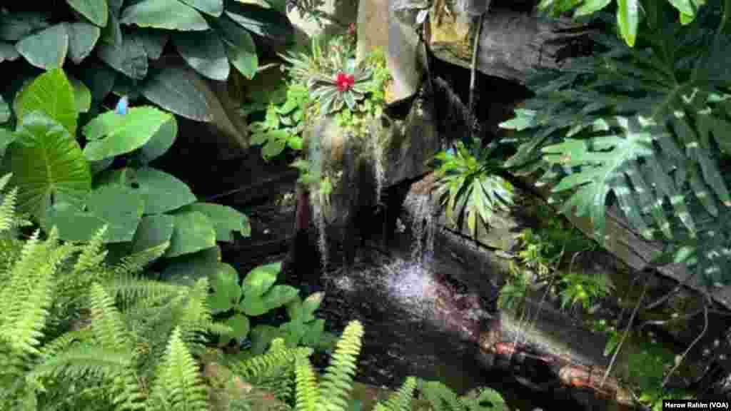 باخچەی پەپوولەکان لە نایاگرای کەنەدا