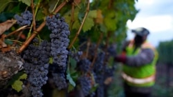 Vino: La producción mundial caerá en 2023 a su nivel más bajo en 60 años 
