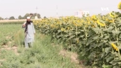  علاقه‌مندی دهقانان به کشت گل آفتاب پرست در ولایت بلخ