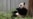 Los pandas de Washington reciben una calurosa despedida antes de volver a China