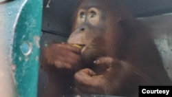 Orangutan Sumatra di Sekolah Hutan Jantho Aceh. (Courtesy: BBKSDA Sumut)