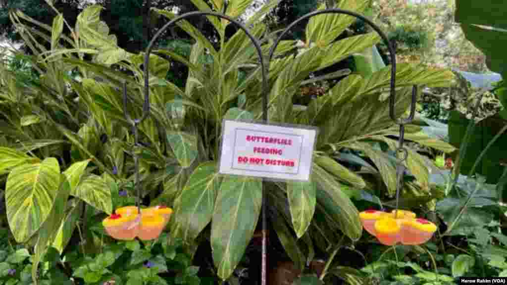 باخچەی پەپوولەکان لە نایاگرای کەنەدا