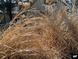 Dead plant material shelters sleeping insects until they awake in mid to late spring, March 15, 2023. (Jessica Damiano via AP)