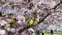 Американците прават спомени со јапонските цреши пред рехабилитацијата 