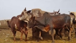 Bamakɔ, sogo sɔngɔ geleyara ni tile damadow temenin