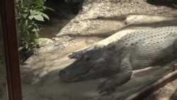 Wildlife trafficking has become big problem for US