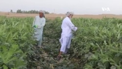 افزایش حاصلات بامیه در بلخ 