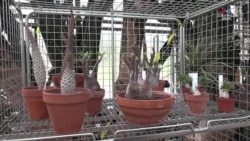 Ֆրանսիական մաքսատանն առգրավված հազվագյուտ բույսերը նվիրաբերվել են բուսաբանական այգուն