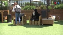 Приватен клуб за кучиња во Калифорнија
