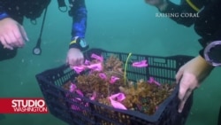 Projekat spašavanja koralnih grebena