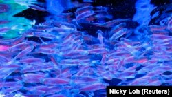 ปลาม้าลาย