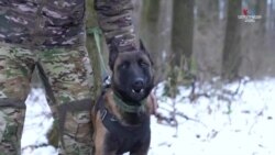 Ուկրաինայում վարժեցնում են շների՝ մարտական առաջադրանքների համար 