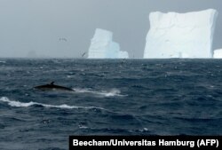 Paus sirip terlihat di depan gunung es di pantai utara Pulau Gajah. (Foto: Dan Beecham/Universitas Hamburg/AFP)