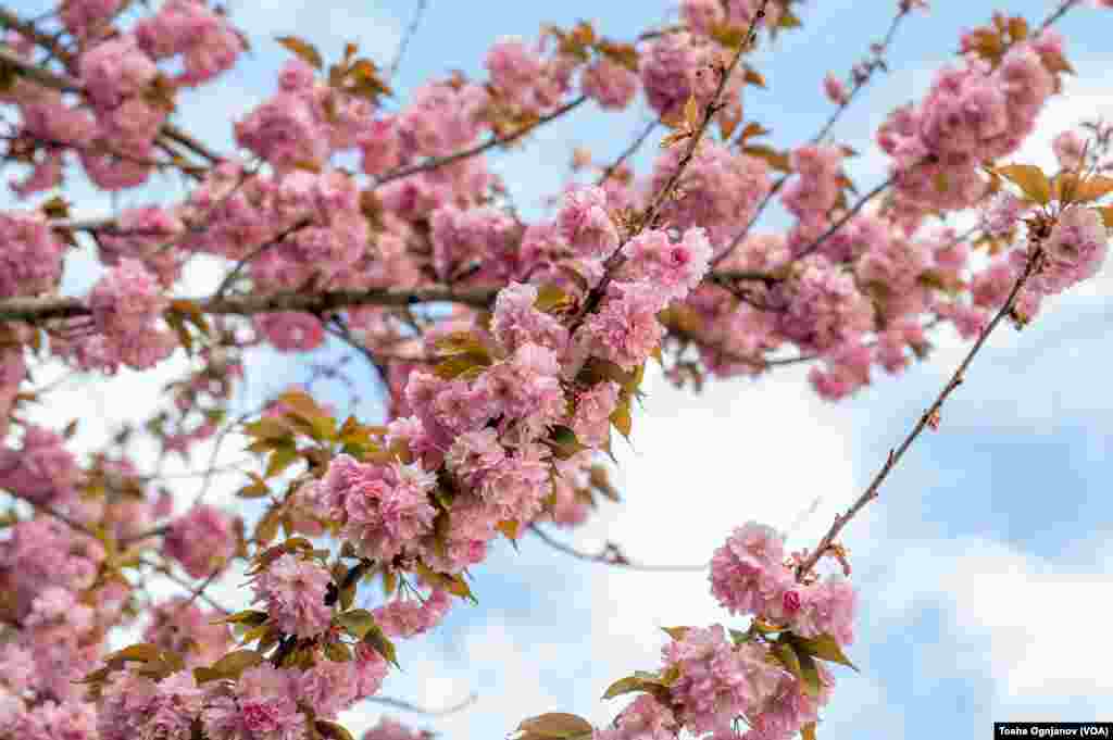 Cherry Blossom in Skopje