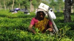 རྡོ་རྗེ་གླིང་གི་ཇའི་བཟོ་ཚོང་ལ་ཉམས་རྒུད།