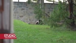 Washington se oprašta sa džinovskim pandama