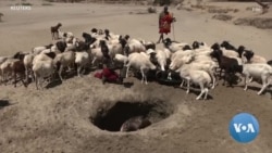 ኬንያ ሽፍቶችን የማጥፋት ዘመቻ ጀመረች