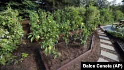 This path in the White House Kitchen Garden is lined with mulch, Washington, D.C., October 5, 2016. (AP/Manuel Balce Ceneta)