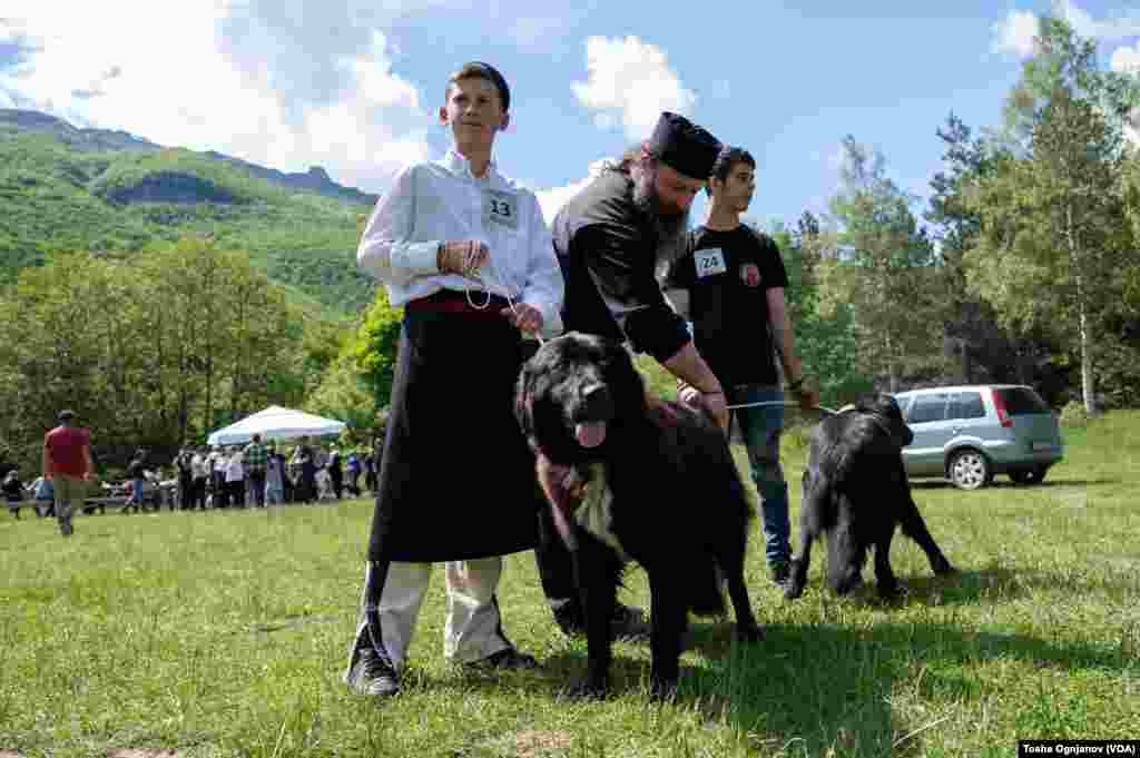 Exhibition of Macedonian shepherds dog Karaman (Изложба на македонско автохтоно овчарско куче караман)