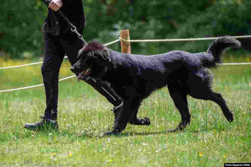 Exhibition of Macedonian shepherds dog Karaman (Изложба на македонско автохтоно овчарско куче караман)