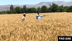 ملل متحد هدف سروی حاصلات گندم را مشخص‌کردن کیفیت و کمیت آن در سراسر افغانستان خوانده است