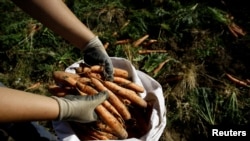 Un agricultor recolecta zanahorias durante la temporada de cosecha en una plantación en Cartago, Costa Rica, el 27 de abril de 2018. [Archivo]