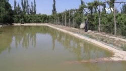 امیدواری به رونق پروش ماهی در ولایت بلخ 