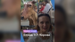 Голос з Індії. Епізод 1/7: Корови. Відео