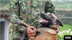 Así fue entrenado Wilson, el perro que ayudó a encontrar los niños perdidos en la selva