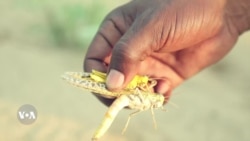 ከአጎራባች ሀገራት የሚገባ የበረሓ አንበጣ ወረርሽኝ ያሰጋት ኤርትራ የመከላከል ጥሪ አደረገች