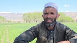 کوکنار نکاشتم اما کمک می‌طلبم - دهقان بدخشانی