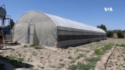 رضایت دهقانان از محصولات فارم‌ های گلخانه ای در فاریاب