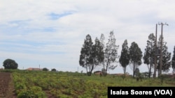 Campo agrícola em Malanje, Angola
