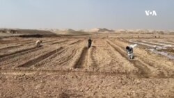 په کندوز کې د پلاستیک لاندې د توریو د کرلو ترویج