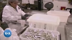 Présidentielle américaine de 2024 : la posture des candidats sur la légalisation du cannabis 