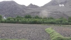 په کونړ کې د ترکيي ناکو نوي بڼونه؛ بڼوال یې له حاصلاتو څخه خوښ دي