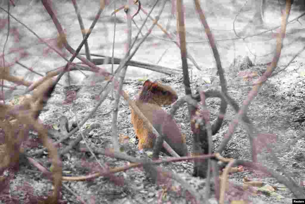 Los fuegos se originaron por la técnica agrícola de tala y quema y perjudican a la fauna de la zona. Funcionarios locales también trabajan para rescatar a los animales.