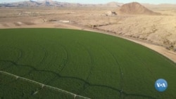 Arizona Saudiya fermasini haydamoqda