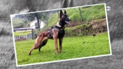 Con honores esperan recibir a Wilson en la unidad canina donde fue entrenado para encontrar los niños perdidos en la selva 