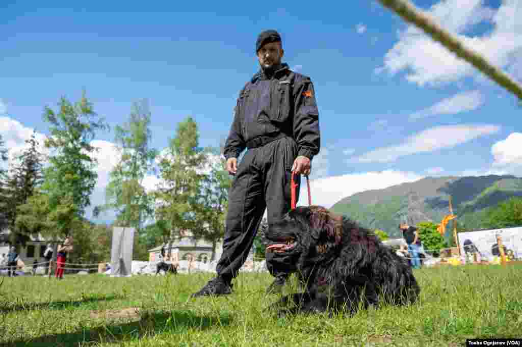 Exhibition of Macedonian shepherds dog Karaman (Изложба на македонско автохтоно овчарско куче караман)