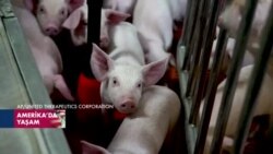 Organ naklinin geleceği olarak görülen genetiği değiştirilmiş domuzlar nasıl yetiştiriliyor?