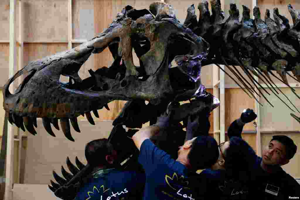 Shen the T. rex, a 1.4-ton Tyrannosaurus Rex dinosaur skeleton that is being offered for auction by Christie's, is assembled for display at the Victoria Theatre &amp; Concert Hall in Singapore, October 27, 2022.